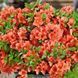 Азалия японская вечнозеленая "Гейша Оранж" AZALEA JAPONICA 'GEISHA ORANGE' кувшин 2 л Оранжевый 1122 фото 3