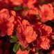 Азалия японская вечнозеленая "Гейша Оранж" AZALEA JAPONICA 'GEISHA ORANGE' кувшин 2 л Оранжевый 1122 фото 2