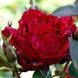Троянда чайно-гібридна ''Ред Інтуішн'' ROSE 'RED INTUITION' висота 80-150 см Червоний 353 фото 2