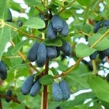 Жимолость &laquo;Голубе веретено&raquo; (LONICERA CAERULEA &lsquo;Goluboe Vereteno&rsquo;) 30-50 см ( вік 2 роки) Темно-синій 923 фото
