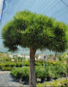 Сосна на штамбі 'Марія Брегон' PINUS NIGRA "MARIE BREGON" висота 120 см Зелений 539 фото