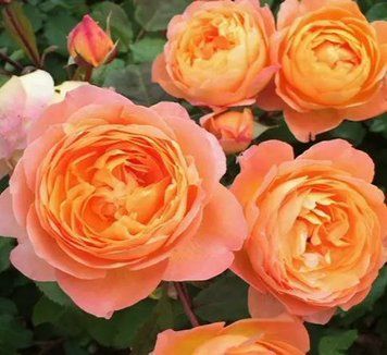 Махрова Английская плетистая роза ''Леди Эмма'' ROSE ' LADY EMMA' Оранжевый 503 фото