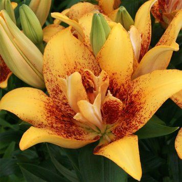 Лилия "Double Nugget" (Lilium 'Double Nugget') 1173 фото