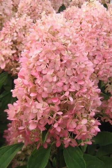 Гортензія волотиста &laquo;Меджикал Кендл&raquo; HYDRANGEA PANICULATA &lsquo;MAGICAL CANDLE&rsquo; глечик 5 л ЗКС, висота 50-70 см Кремо-білий, ніжно-розовий 1023 фото