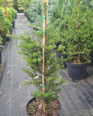 Пихта корейская ''Молли'' ABIES KOREANA 'MOLLY' на штамбе (привитая) высота 20-100 см, Зеленый 253 фото