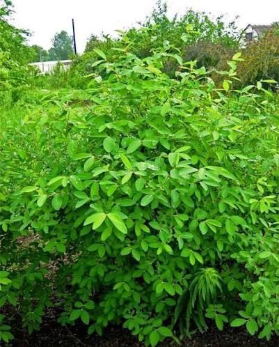 Жимолость &laquo;Голубе веретено&raquo; (LONICERA CAERULEA &lsquo;Goluboe Vereteno&rsquo;) 30-50 см ( вік 2 роки) Темно-синій 923 фото