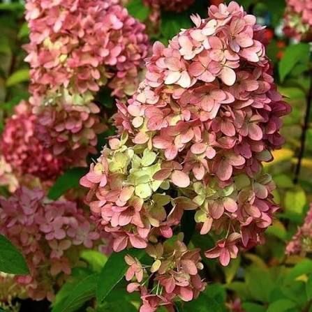 Гортензія волотиста &laquo;Меджикал Кендл&raquo; HYDRANGEA PANICULATA &lsquo;MAGICAL CANDLE&rsquo; глечик 5 л ЗКС, висота 50-70 см Кремо-білий, ніжно-розовий 1023 фото