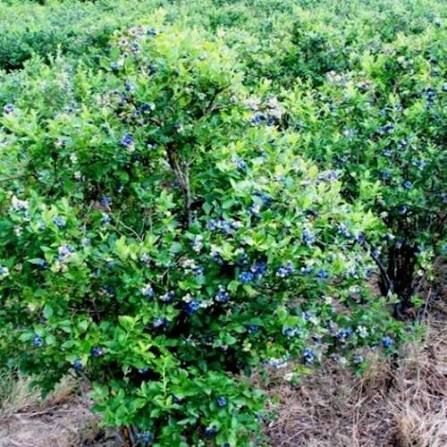 Жимолость &laquo;Голубе веретено&raquo; (LONICERA CAERULEA &lsquo;Goluboe Vereteno&rsquo;) 30-50 см ( вік 2 роки) Темно-синій 923 фото