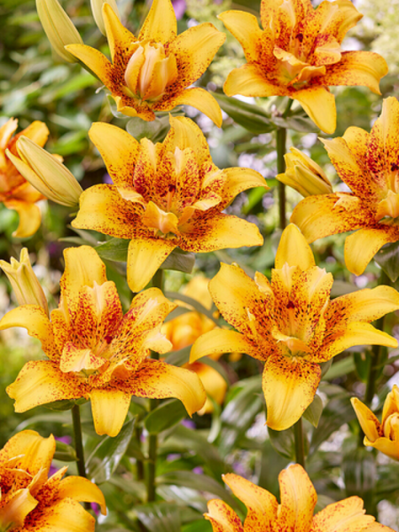 Лілія "Double Nugget" (Lilium 'Double Nugget') 1173 фото
