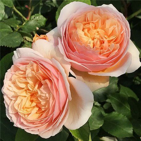 Роза ''Джульетта'' ROSE 'JULIET' на штамбе высота 140-160 см Персиковый 304 фото