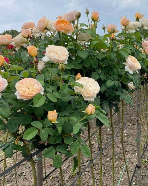 Роза ''Джульетта'' ROSE 'JULIET' на штамбе высота 140-160 см Персиковый 304 фото