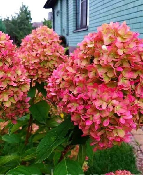 Гортензія волотиста &laquo;Меджикал Кендл&raquo; HYDRANGEA PANICULATA &lsquo;MAGICAL CANDLE&rsquo; глечик 5 л ЗКС, висота 50-70 см Кремо-білий, ніжно-розовий 1023 фото