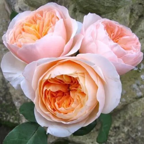 Роза ''Джульетта'' ROSE 'JULIET' на штамбе высота 140-160 см Персиковый 304 фото