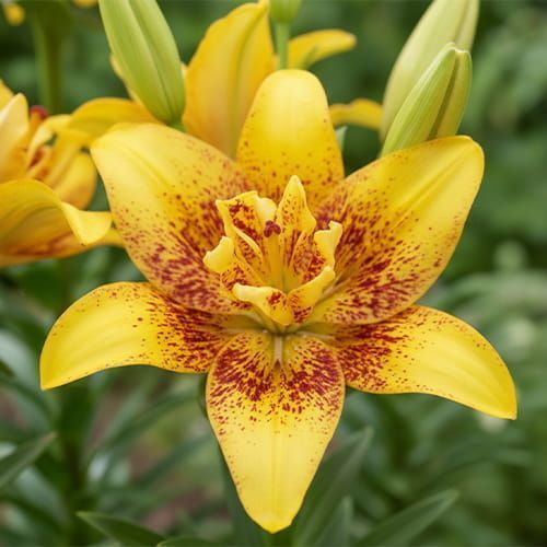 Лілія "Double Nugget" (Lilium 'Double Nugget') 1173 фото