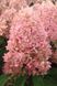 Гортензія волотиста &laquo;Меджикал Кендл&raquo; HYDRANGEA PANICULATA &lsquo;MAGICAL CANDLE&rsquo; глечик 5 л ЗКС, висота 50-70 см Кремо-білий, ніжно-розовий 1023 фото 2