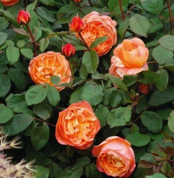 Махрова Английская плетистая роза ''Леди Эмма'' ROSE ' LADY EMMA' Оранжевый 503 фото