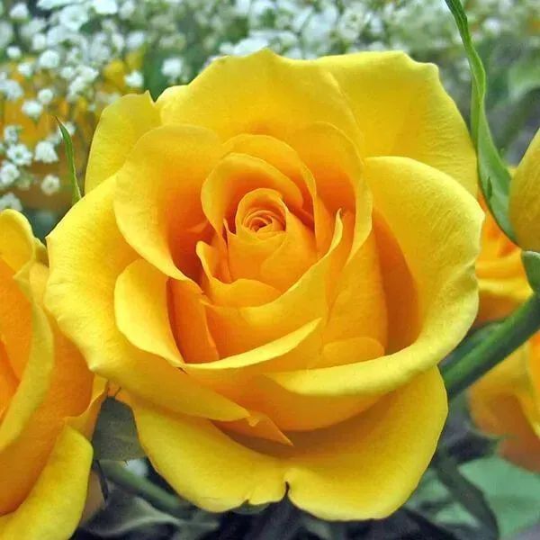 Роза чайно-гибридная ''Керио'' ROSE 'KERIO' высота 40-50 см Желтый 354 фото
