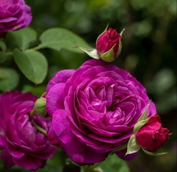 Роза чайно-гибридная ''Юрианда'' ROSE 'YRIANDA' высота 80-150 см Малиновый 404 фото
