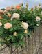 Роза ''Джульетта'' ROSE 'JULIET' на штамбе высота 140-160 см Персиковый 304 фото 3