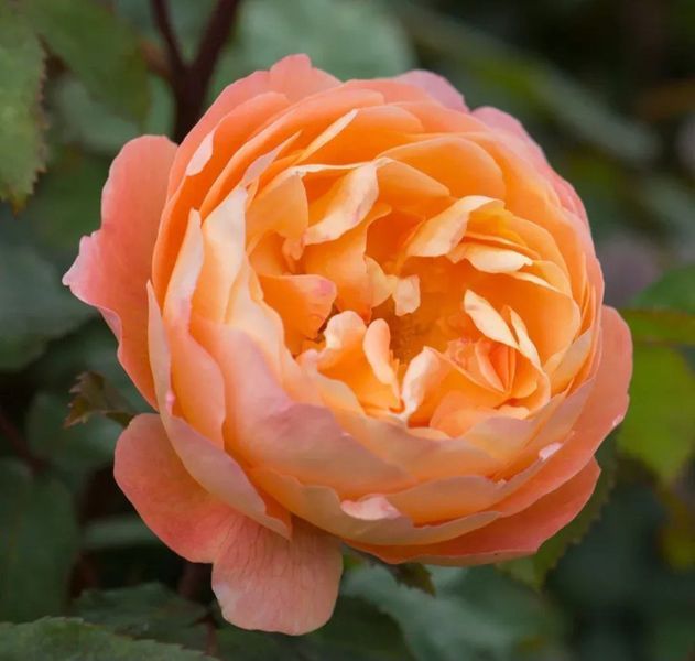 Махрова Английская плетистая роза ''Леди Эмма'' ROSE ' LADY EMMA' Оранжевый 503 фото