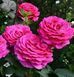 Роза чайно-гибридная ''Юрианда'' ROSE 'YRIANDA' высота 80-150 см Малиновый 404 фото 4