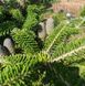 Пихта корейская ''Молли'' ABIES KOREANA 'MOLLY' на штамбе (привитая) высота 20-100 см, Зеленый 253 фото 2