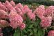 Гортензія волотиста &laquo;Меджикал Кендл&raquo; HYDRANGEA PANICULATA &lsquo;MAGICAL CANDLE&rsquo; глечик 5 л ЗКС, висота 50-70 см Кремо-білий, ніжно-розовий 1023 фото 1