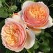 Роза ''Джульетта'' ROSE 'JULIET' на штамбе высота 140-160 см Персиковый 304 фото 2