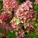Гортензія волотиста &laquo;Меджикал Кендл&raquo; HYDRANGEA PANICULATA &lsquo;MAGICAL CANDLE&rsquo; глечик 5 л ЗКС, висота 50-70 см Кремо-білий, ніжно-розовий 1023 фото 3