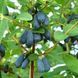 Жимолость &laquo;Голубе веретено&raquo; (LONICERA CAERULEA &lsquo;Goluboe Vereteno&rsquo;) 30-50 см ( вік 2 роки) Темно-синій 923 фото 2