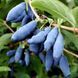 Жимолость &laquo;Голубе веретено&raquo; (LONICERA CAERULEA &lsquo;Goluboe Vereteno&rsquo;) 30-50 см ( вік 2 роки) Темно-синій 923 фото 1