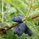 Жимолость &laquo;Голубе веретено&raquo; (LONICERA CAERULEA &lsquo;Goluboe Vereteno&rsquo;) 30-50 см ( вік 2 роки) Темно-синій 923 фото 5