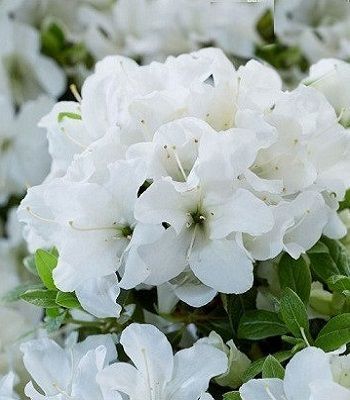 Азалия японская вечнозеленая "Панда" AZALEA JAPONICA 'PANDA' кувшин 2 л Белый 1124 фото