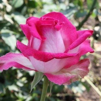 Троянда чайно-гібридна ''Ранок у Парижі'' ROSE 'MORNING OF PARIS' висота 40-50 см Малиновий/ Білий 355 фото