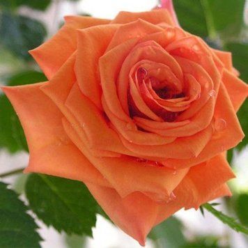 Троянда чайно-гібридна ''Гоша'' ROSE 'GOSHA' висота 80-150 см Помаранчевий 405 фото