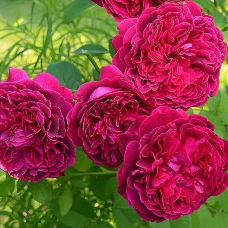 Роза ''Вилиам Шекспир'' ROSE 'WILLIAM SHAKESPEARE' на штамбе высота 140-160 см Пурпурно-красный 305 фото
