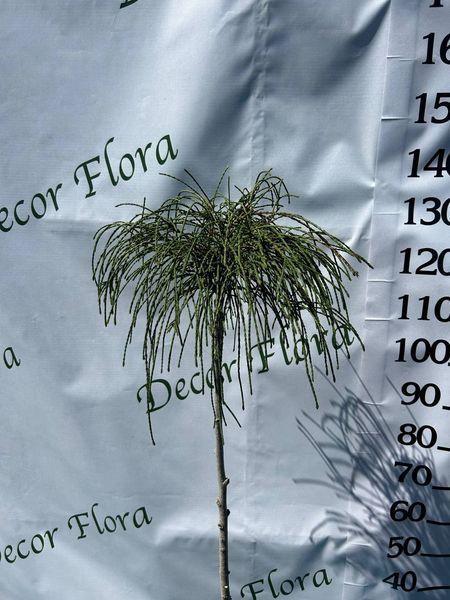 Туя на штамбі 'Віпкорд' THUJA PLICATA "WHIPCORD'' висота 140 см Зелений 540 фото