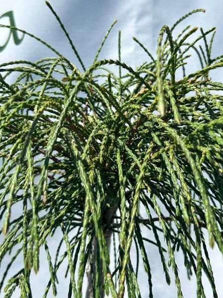 Туя на штамбі 'Віпкорд' THUJA PLICATA "WHIPCORD'' висота 140 см Зелений 540 фото