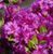 Азалия японская вечнозеленая "Кенігштейн" AZALEA JAPONICA 'KONIGSTEIN' кувшин 1,5 л Пурпурно-розовый 129 фото