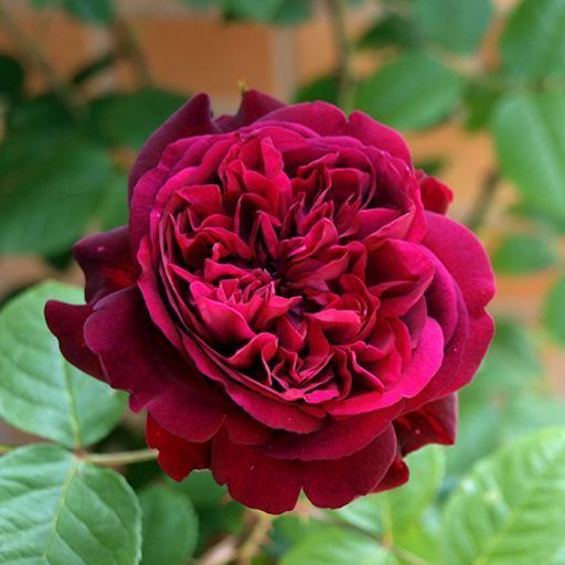 Роза ''Вилиам Шекспир'' ROSE 'WILLIAM SHAKESPEARE' на штамбе высота 140-160 см Пурпурно-красный 305 фото