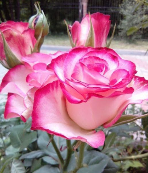 Троянда чайно-гібридна ''Ранок у Парижі'' ROSE 'MORNING OF PARIS' висота 40-50 см Малиновий/ Білий 355 фото