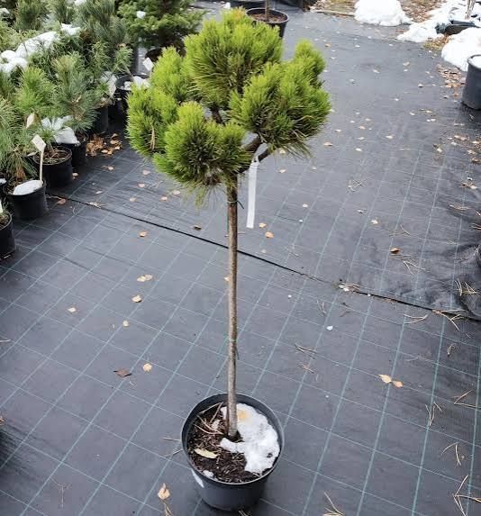 Сосна на штамбі 'Кобольд' PINUS NIGRA "Kobold" висота 70 см Яскраво-зелений 826 фото