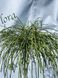 Туя на штамбі 'Віпкорд' THUJA PLICATA "WHIPCORD'' висота 140 см Зелений 540 фото 5