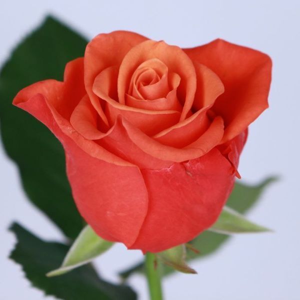 Роза чайно-гибридная 'Гоша' ROSE 'GOSHA' высота 80-150 см Оранжевый 405 фото