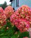 Гортензія волотиста &laquo;Меджикал Кендл&raquo; HYDRANGEA PANICULATA &lsquo;MAGICAL CANDLE&rsquo; висота 80-100 см Кремо-білий, ніжно-розовий 1024 фото 4
