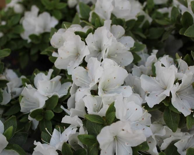 Азалия японская вечнозеленая "Панда" AZALEA JAPONICA 'PANDA' кувшин 2 л Белый 1124 фото