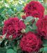 Роза ''Вилиам Шекспир'' ROSE 'WILLIAM SHAKESPEARE' на штамбе высота 140-160 см Пурпурно-красный 305 фото 1