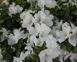 Азалия японская вечнозеленая "Панда" AZALEA JAPONICA 'PANDA' кувшин 2 л Белый 1124 фото 3