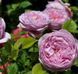 Махрова Английская плетистая роза ''Спирит оф Фридом'' ROSE 'SPIRIT OF FREEDOM' Розовый 504 фото 1