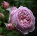 Махрова Английская плетистая роза ''Спирит оф Фридом'' ROSE 'SPIRIT OF FREEDOM' Розовый 504 фото 2